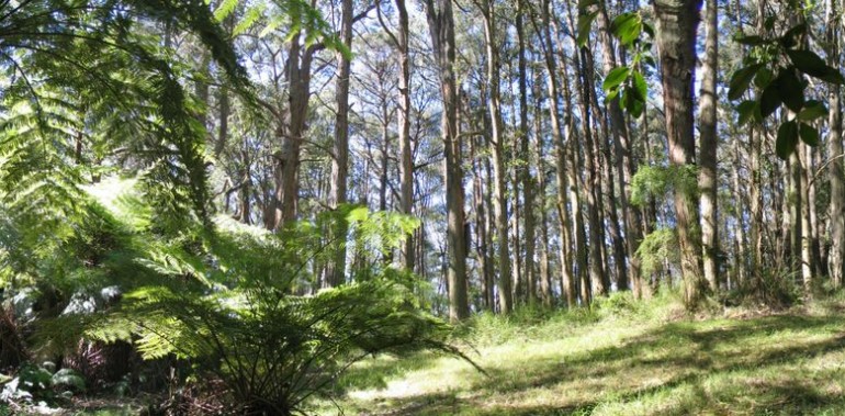 ferny-creek-bushland